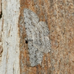 Psilosticha absorpta at Aranda, ACT - 29 Mar 2022