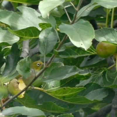 Zosterops lateralis (Silvereye) at Aranda, ACT - 29 Mar 2022 by KMcCue