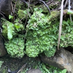 Lunularia cruciata (A thallose liverwort) at Mount Fairy, NSW - 29 Mar 2022 by Steve_Bok