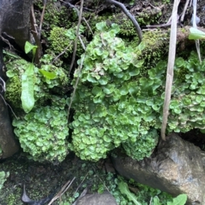 Lunularia cruciata at Mount Fairy, NSW - 29 Mar 2022