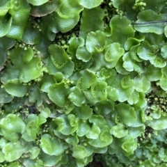 Lunularia cruciata at Mount Fairy, NSW - suppressed