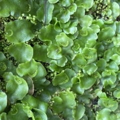 Lunularia cruciata at Mount Fairy, NSW - suppressed