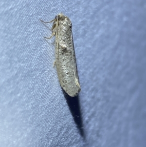 Blastobasis (genus) at Jerrabomberra, NSW - 28 Mar 2022