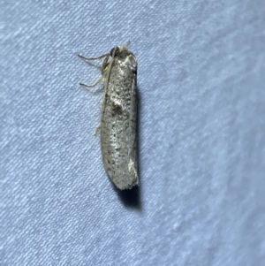 Blastobasis (genus) at Jerrabomberra, NSW - 28 Mar 2022