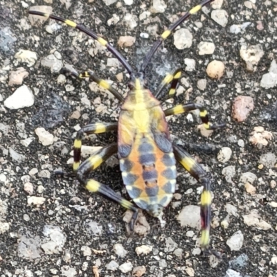 Amorbus alternatus (Eucalyptus Tip Bug) at Mawson, ACT - 29 Mar 2022 by KateU