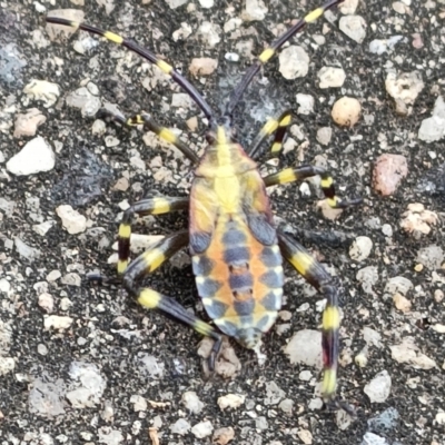 Amorbus alternatus (Eucalyptus Tip Bug) at Mawson, ACT - 28 Mar 2022 by KateU