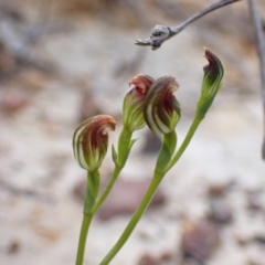 Unidentified Orchid at Vincentia, NSW - 26 Mar 2022 by AnneG1