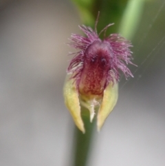 Corunastylis apostasioides (Freak Midge Orchid) at Vincentia, NSW - 26 Mar 2022 by AnneG1
