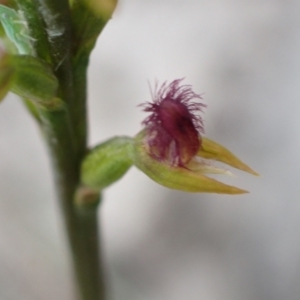 Corunastylis apostasioides at Vincentia, NSW - suppressed