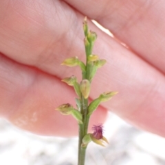 Corunastylis apostasioides at Vincentia, NSW - suppressed