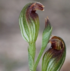 Speculantha parviflora at Jervis Bay National Park - 26 Mar 2022 by AnneG1