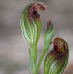 Speculantha parviflora (TBC) at Vincentia, NSW - 26 Mar 2022 by AnneG1