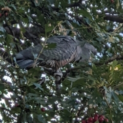 Callocephalon fimbriatum at Leneva, VIC - suppressed