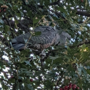 Callocephalon fimbriatum at Leneva, VIC - suppressed