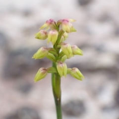 Corunastylis pumila (Green Midge Orchid) at Jervis Bay National Park - 26 Mar 2022 by AnneG1