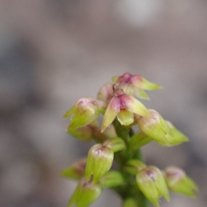 Corunastylis pumila at Vincentia, NSW - 26 Mar 2022