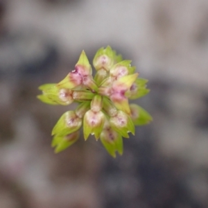 Corunastylis pumila at Vincentia, NSW - 26 Mar 2022