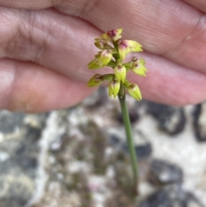 Corunastylis pumila at Vincentia, NSW - 26 Mar 2022