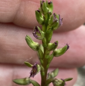 Corunastylis apostasioides at Vincentia, NSW - suppressed