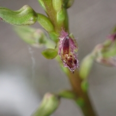 Corunastylis apostasioides at Vincentia, NSW - suppressed