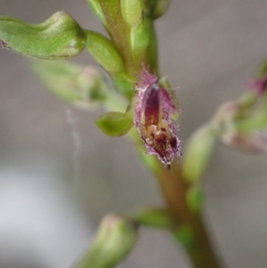 Corunastylis apostasioides at Vincentia, NSW - suppressed