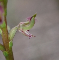 Corunastylis apostasioides at Vincentia, NSW - suppressed