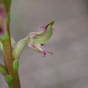 Corunastylis apostasioides at Vincentia, NSW - suppressed