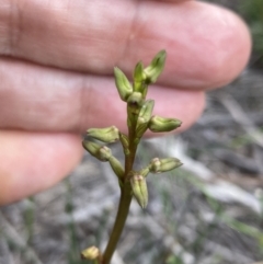 Corunastylis apostasioides at Vincentia, NSW - suppressed