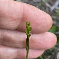 Corunastylis apostasioides at Vincentia, NSW - suppressed