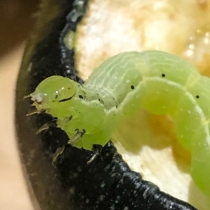 Chrysodeixis eriosoma at Curtin, ACT - 22 Mar 2022