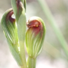Speculantha parviflora at Jervis Bay, JBT - 22 Mar 2022 by AnneG1
