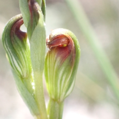 Unidentified Orchid at Jervis Bay, JBT - 22 Mar 2022 by AnneG1