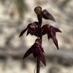 Corunastylis woollsii (Dark Midge Orchid) at Jervis Bay, JBT - 22 Mar 2022 by AnneG1