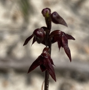 Corunastylis woollsii at Jervis Bay, JBT - suppressed