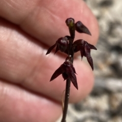 Corunastylis woollsii at Jervis Bay, JBT - suppressed