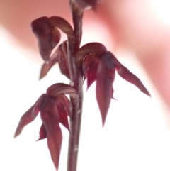 Corunastylis woollsii at Jervis Bay, JBT - suppressed