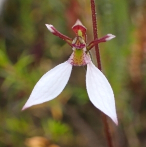 Eriochilus cucullatus at Sassafras, NSW - suppressed