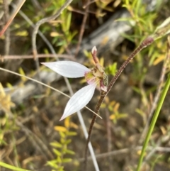 Eriochilus cucullatus at Sassafras, NSW - suppressed