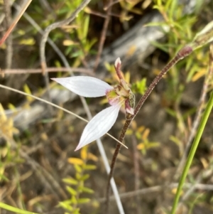 Eriochilus cucullatus at Sassafras, NSW - 21 Mar 2022