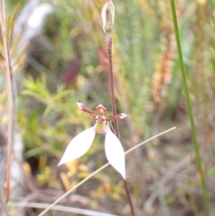 Eriochilus cucullatus at Sassafras, NSW - 21 Mar 2022