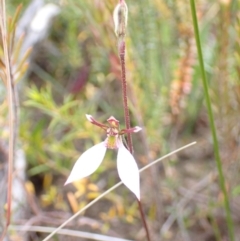 Eriochilus cucullatus at Sassafras, NSW - suppressed