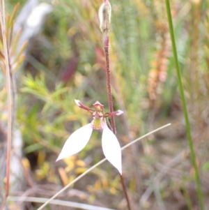 Eriochilus cucullatus at Sassafras, NSW - suppressed