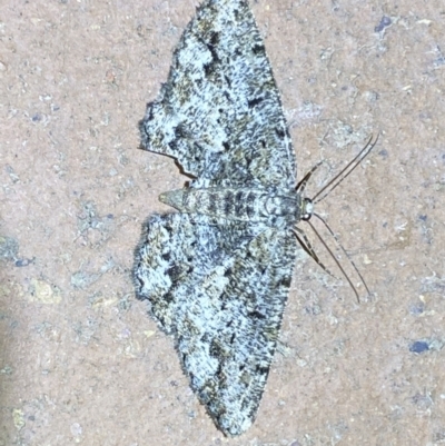 Unplaced externaria (Mahogany Bark Moth (formerly Hypomecis externaria)) at QPRC LGA - 28 Mar 2022 by Steve_Bok