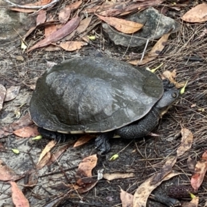 Chelodina longicollis at Vincentia, NSW - 27 Mar 2022