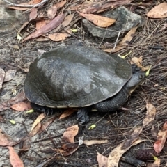 Chelodina longicollis (Eastern Long-necked Turtle) at Jervis Bay National Park - 27 Mar 2022 by AnneG1