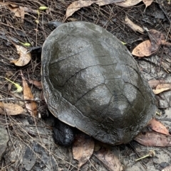 Chelodina longicollis at Vincentia, NSW - 27 Mar 2022