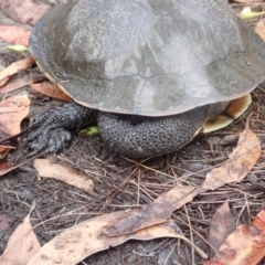 Chelodina longicollis at Vincentia, NSW - 27 Mar 2022