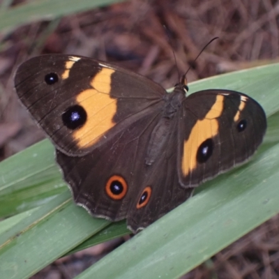 Tisiphone abeona (Varied Sword-grass Brown) at Vincentia, NSW - 27 Mar 2022 by AnneG1