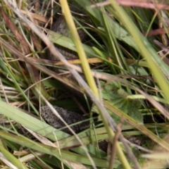 Drysdalia coronoides (White-lipped Snake) at Mount Clear, ACT - 29 Mar 2022 by SWishart