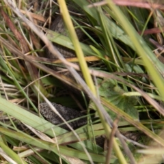 Drysdalia coronoides (White-lipped snake) at Mount Clear, ACT - 29 Mar 2022 by SWishart